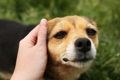 Photo of Woman stroking cute dog outdoors, closeup view