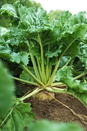 White beet plants with green leaves growing in field, closeup