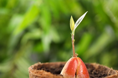 Avocado pit with sprout in pot on blurred background. Space for text