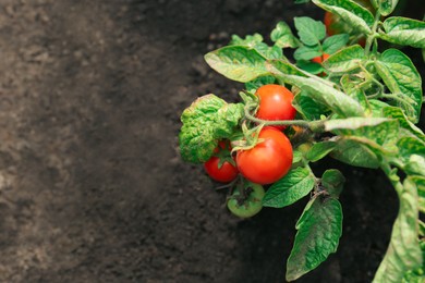 Green plant with ripe red tomatoes in garden