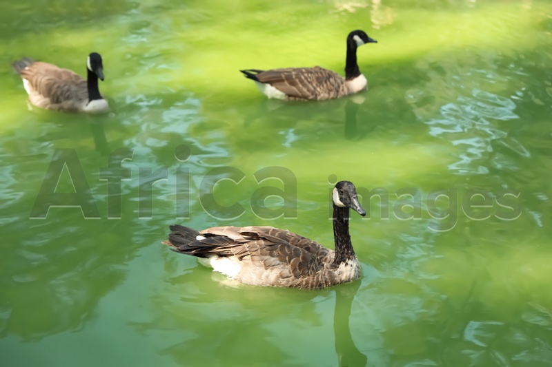 Photo of Beautiful geese swimming in pond on sunny day