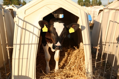 Photo of Cute little calf standing in hutch on farm. Animal husbandry
