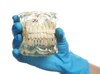 Dentist holding educational model of oral cavity with teeth on white background