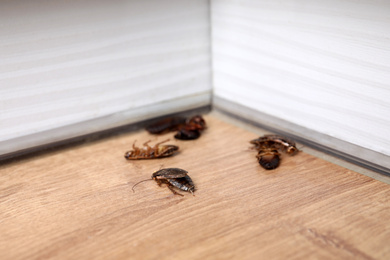 Cockroaches on wooden floor in corner, closeup. Pest control