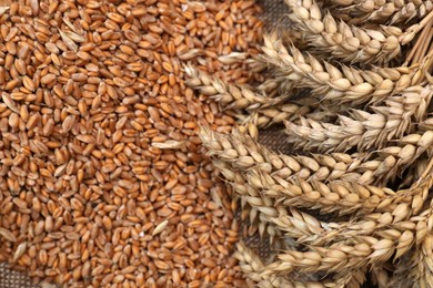 Photo of Wheat grains and spikelets on sack, top view