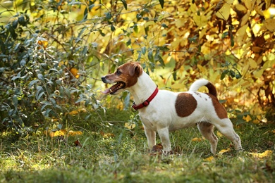 Cute Jack Russell terrier in park, space for text. Autumn walk