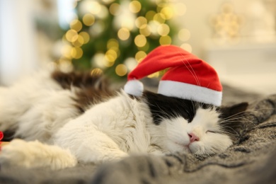 Adorable cat in Christmas hat lying on grey blanket, closeup