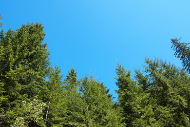 Beautiful coniferous trees in forest against blue sky, low angle view
