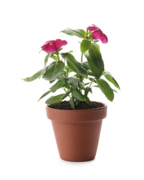Photo of Beautiful pink vinca flowers in plant pot isolated on white