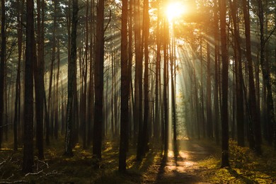Photo of Majestic view of forest with sunbeams shining through trees in morning