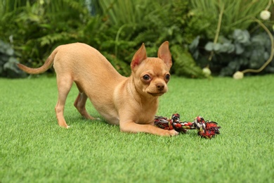 Cute Chihuahua puppy playing with toy on green grass outdoors. Baby animal