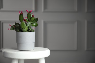 Beautiful Schlumbergera (Christmas or Thanksgiving cactus) in pot on white table against light wall. Space for text