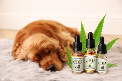 Bottles of CBD oil and cute dog sleeping on floor indoors 