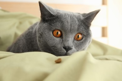 Photo of Adorable grey British Shorthair cat with dry food on bed