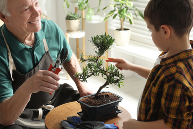 Senior man with little grandson taking care of Japanese bonsai plant indoors. Creating zen atmosphere at home
