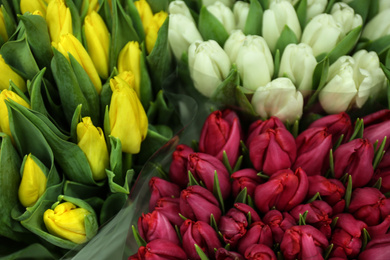 Fresh bouquets of beautiful tulip flowers, closeup