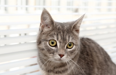 Photo of Cute tabby cat near window blinds indoors