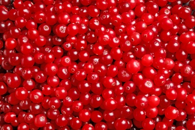 Fresh ripe cranberries as background, closeup view