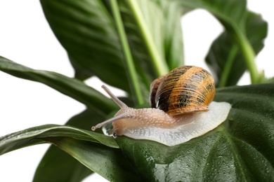 Common garden snail on wet leaf against white background, closeup
