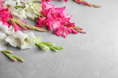 Composition with beautiful gladiolus flowers on gray background