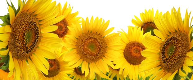 Many bright sunflowers on white background. Banner design 