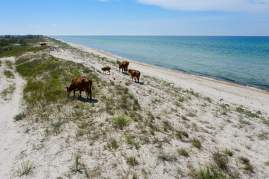 Image of Beautiful brown cows grazing on sandy sea shore