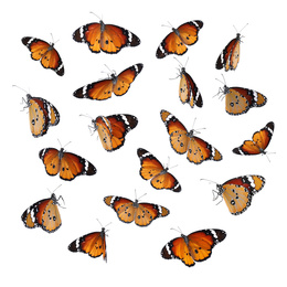 Image of Set of many flying painted lady butterflies on white background
