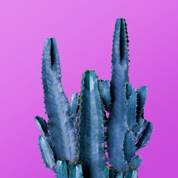 Beautiful cactuses on purple background. Creative design