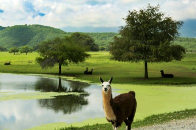 Beautiful fluffy llama near lake in safari park