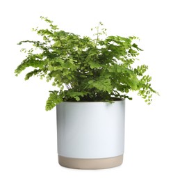 Beautiful fern in pot isolated on white