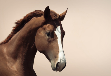 Image of Beautiful chestnut pet horse on beige background