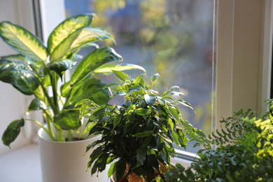 Different potted plants on window sill at home, closeup
