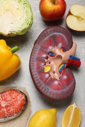 Flat lay composition with kidney model and different products on grey table