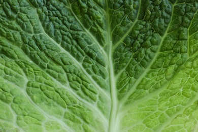 Photo of Leaf of fresh savoy cabbage as background, closeup