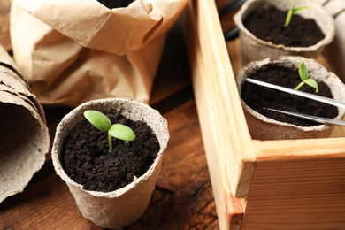 Photo of Young seedlings in peat pots on wooden table