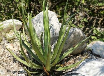 Beautiful green agave growing near stones outdoors