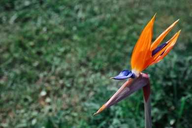 Beautiful blooming bird of paradise flower outdoors, space for text. Tropical plant