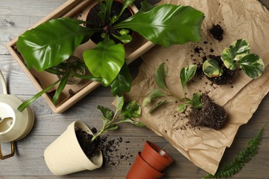 Photo of Exotic house plants with soil on wooden table, flat lay