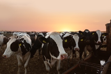 Pretty cows in cattle pen on farm. Animal husbandry