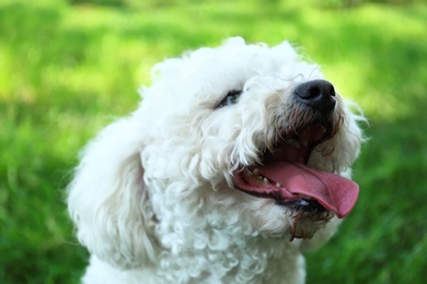 Photo of Cute fluffy Bichon Frise dog in park