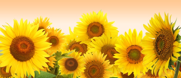 Many bright sunflowers on pale orange background. Banner design 