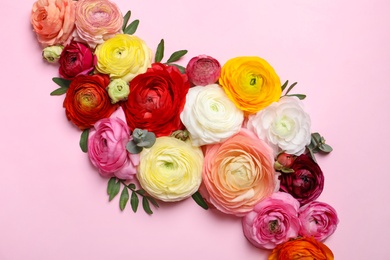 Beautiful ranunculus flowers on pink background, flat lay