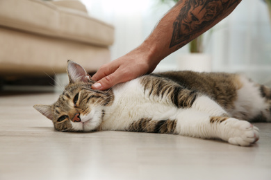 Man stroking tabby cat on floor at home, closeup. Friendly pet