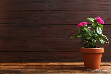 Photo of Beautiful pink vinca flowers in plant pot on wooden table. Space for text