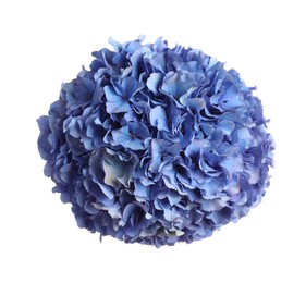 Delicate blue hortensia flowers on white background, top view