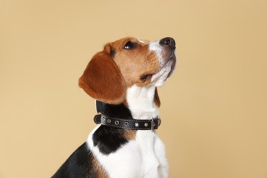 Adorable Beagle dog in stylish collar on beige background