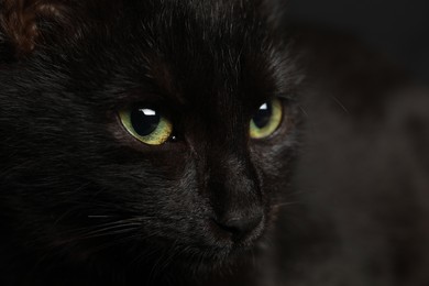 Black cat with beautiful eyes on dark background, closeup