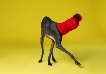 Italian Greyhound dog wearing funny hat on yellow background