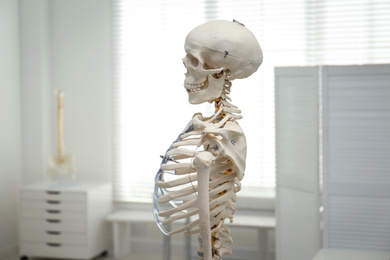 Human skeleton model in modern orthopedist's office