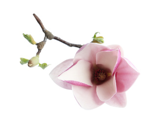 Photo of Branch with beautiful magnolia flower isolated on white. Spring blossom